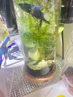 �x���̋�C�i���ƒ��a�̃G�l���M�[�j�����q�[�����O